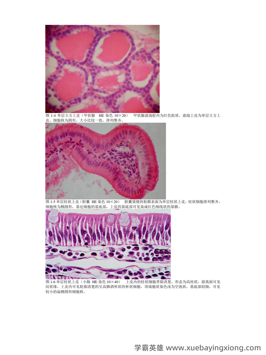 《组织学与胚胎学》期末考试复习题库（含答案） - 02_《组织学与胚胎学》复习资料_《组织学与胚胎学》图谱详细版(温州医科大)_第2页_学霸英雄_www.xuebayingxiong.com